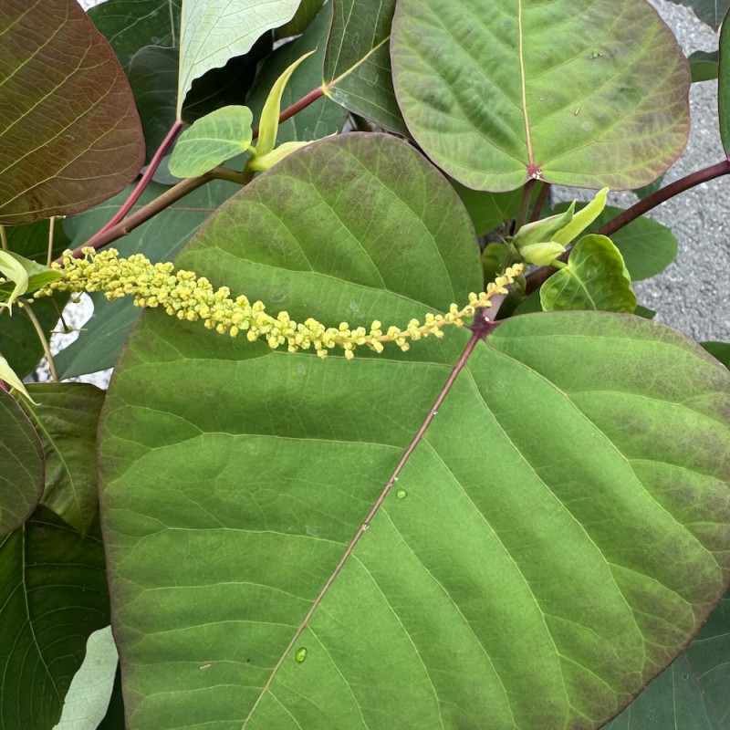 Homalanthus populifolius Homalanthus populifolius