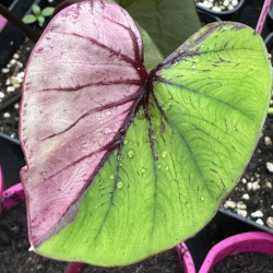 Colocasia Pharaohs Pink Fuchsia