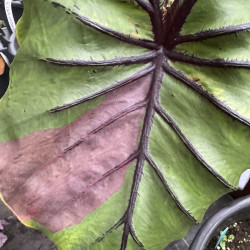 Colocasia Pharaohs Pink Fuchsia