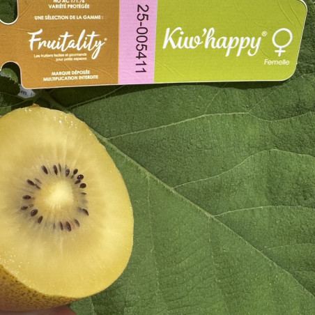 Actinidia deliciosa Kiw'Happy® femelle