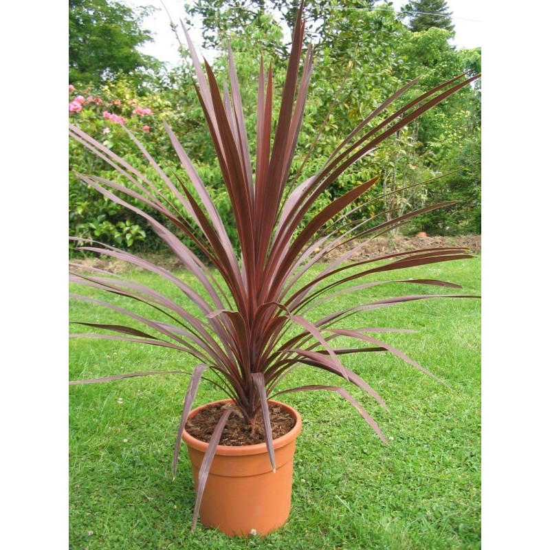 Cordyline australis 'red star'