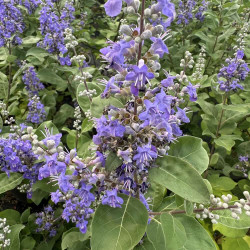 Vitex Chicagoland Blues® Daniel Searle