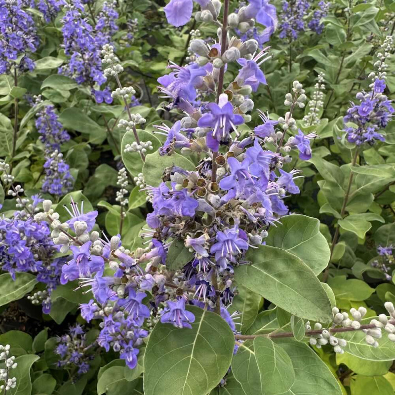 Vitex Chicagoland Blues® Daniel Searle Vitex Chicagoland Blues® Daniel Searle