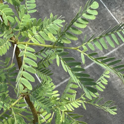 Acacia Karroo, mimosa odorant