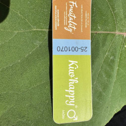 Actinidia deliciosa Kiw'Happy® mâle