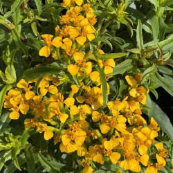 Tagetes lucida