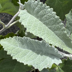 Buddleja agathosma