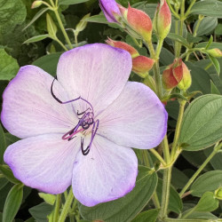 Tibouchina organensis Blue Moon