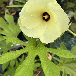 Hibiscus manihot, Abelmoschus manihot, Aibika