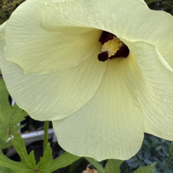 Hibiscus manihot, Abelmoschus manihot, Aibika