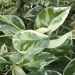 Citrus macrophylla variegata - Collection Mas Bachès, Alemow panaché