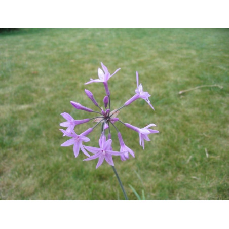 Tulbaghia violacea 'silver lace'