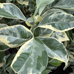 Citrus sinensis variegata 'Rayée du Brésil' - Collection Mas Bachès