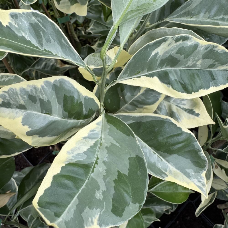 Citrus sinensis variegata 'Rayée du Brésil' - Collection Mas Bachès
