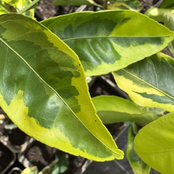 Citrus unshiu variegata 'Owari' - collection Mas Bachès