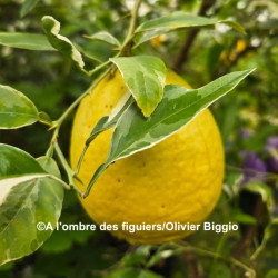 Citrus macrophylla variegata - Collection Mas Bachès, Alemow panaché