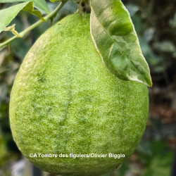 Citrus macrophylla variegata - Collection Mas Bachès, Alemow panaché
