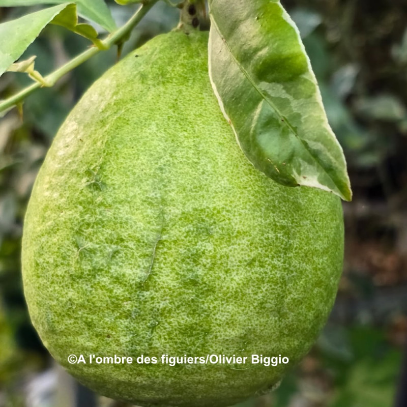 Citrus macrophylla variegata - Collection Mas Bachès, Alemow panaché