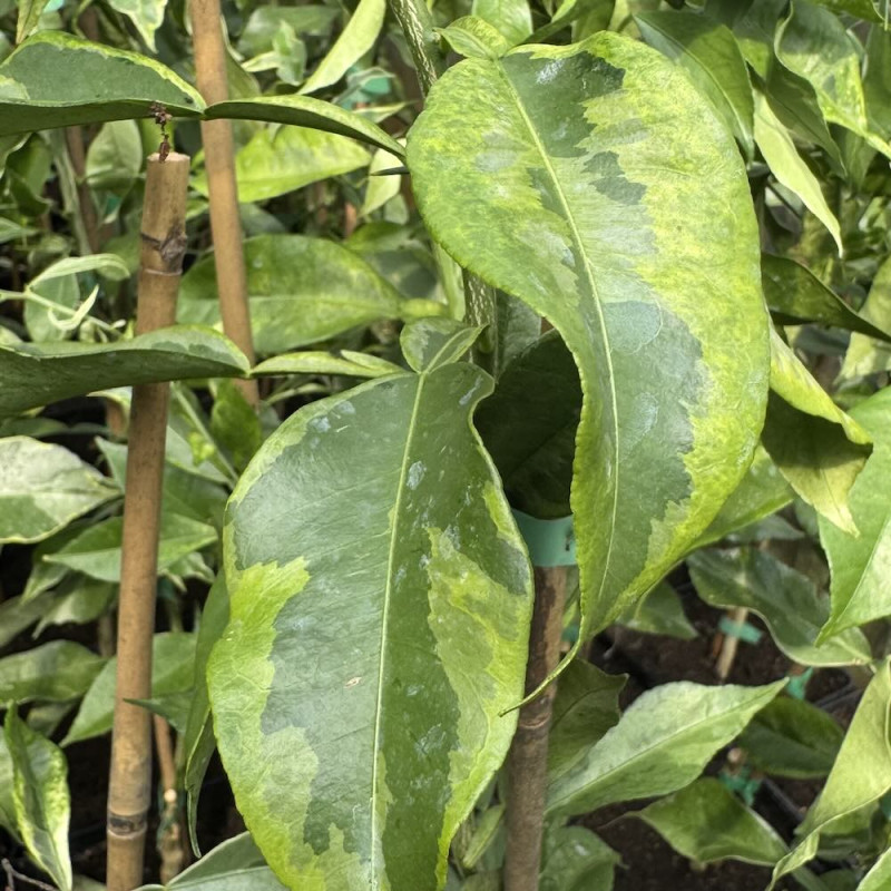 Citrus Junos variegata 'Long Leaf' - Création Mas Bachès