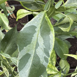 Citrus Junos variegata 'Long Leaf' - Création Mas Bachès