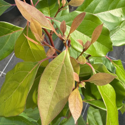 Litsea cubeba, Litsée citronnée, poivre verveine, baie de verveine, poivre des montagnes