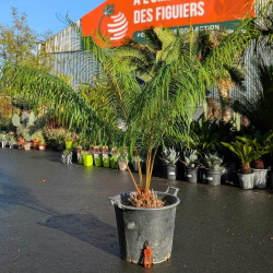 Cycas multifrondis x revoluta