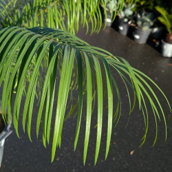 Cycas multifrondis x revoluta