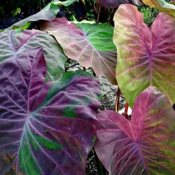 Colocasia Phenomena