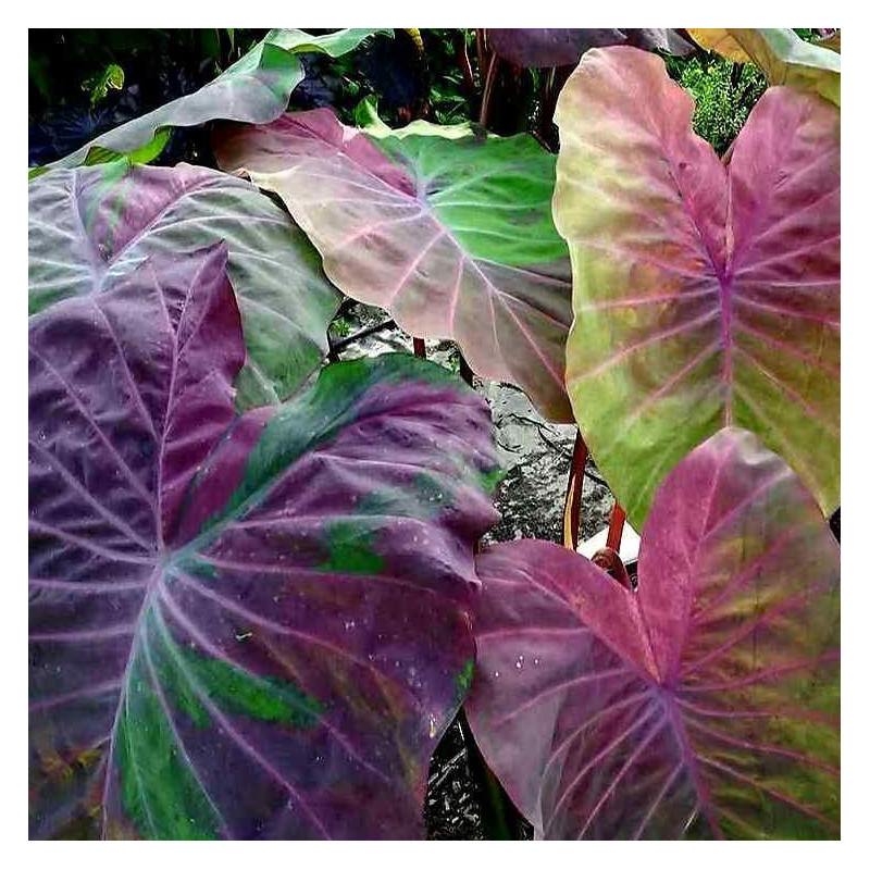 Colocasia Phenomena