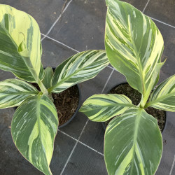 Musa Emerald Mist