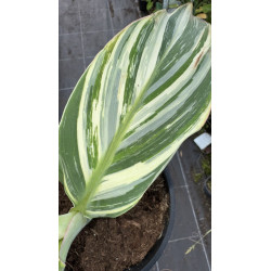 Musa Emerald Mist