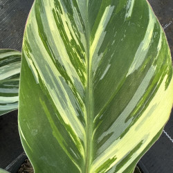 Musa Emerald Mist
