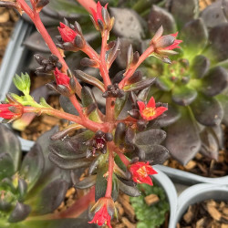 Echeveria Gothika