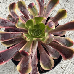 Aeonium Superbang