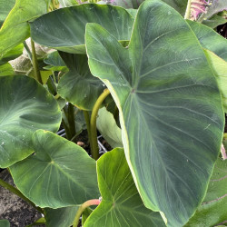 Colocasia antiquorum Eddo