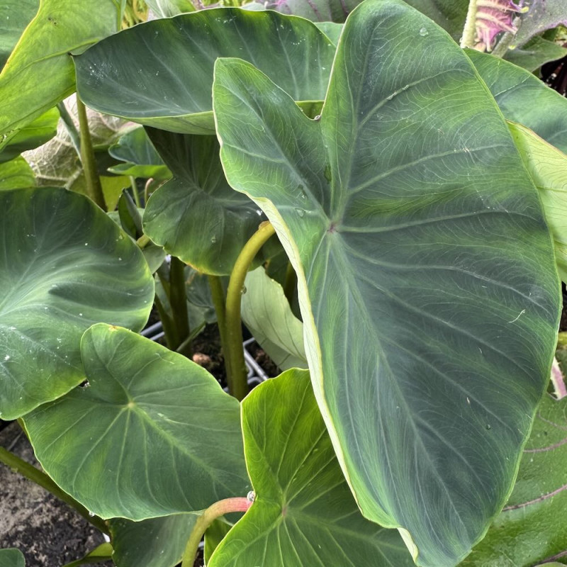 Colocasia antiquorum Eddo Colocasia antiquorum Eddo