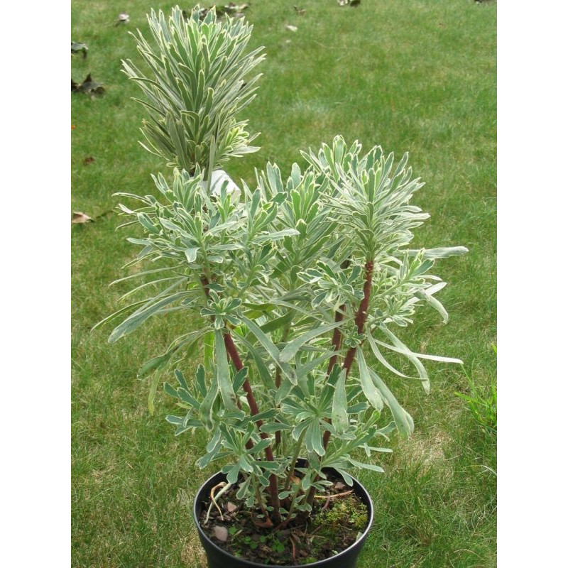 Euphorbia characias 'silver swan Wilcott'