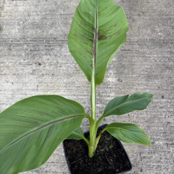 Musa sikkimensis Manipur Massive