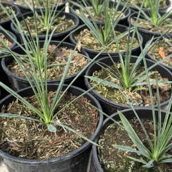 Yucca queretaroensis 1,5 l September 2025