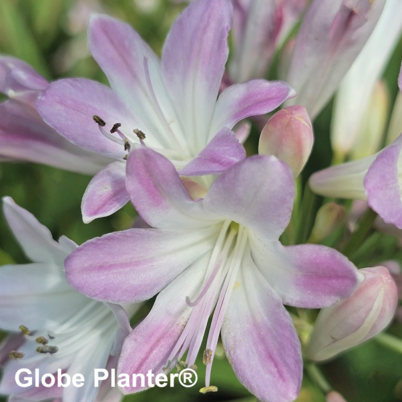 Agapanthus Blush Pink® Agapanthus Blush Pink®