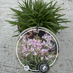 Agapanthus Blush Pink®