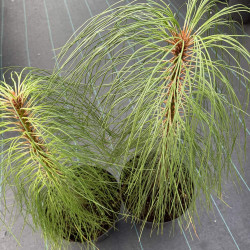 Pinus engelmannii
