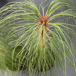 Pinus engelmannii