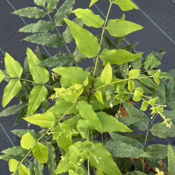 Mahonia russellii