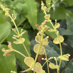 Mahonia russellii