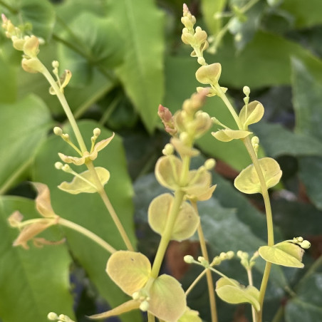 Mahonia russellii
