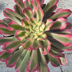 Aeonium Pink Bronze