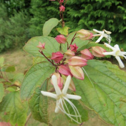 Clerodendrum trichotomum fargesii fleurs