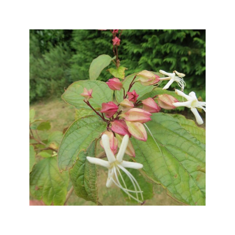 Clerodendrum trichotomum fargesii fleurs