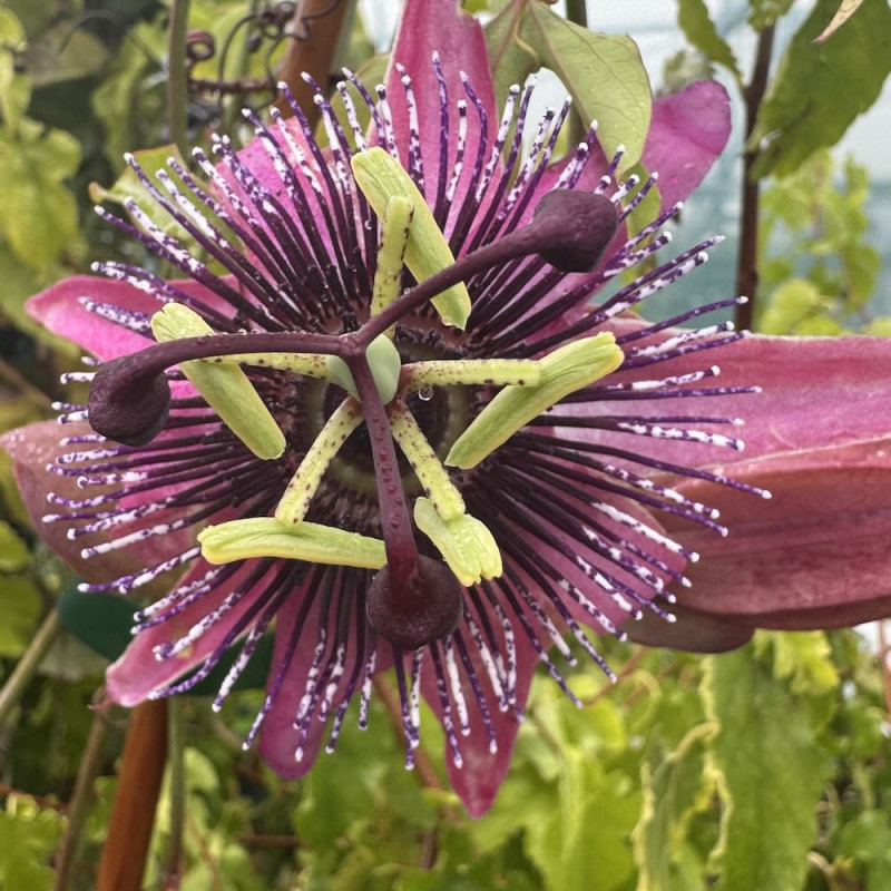 Passiflora caerulea rubra Passiflora caerulea rubra